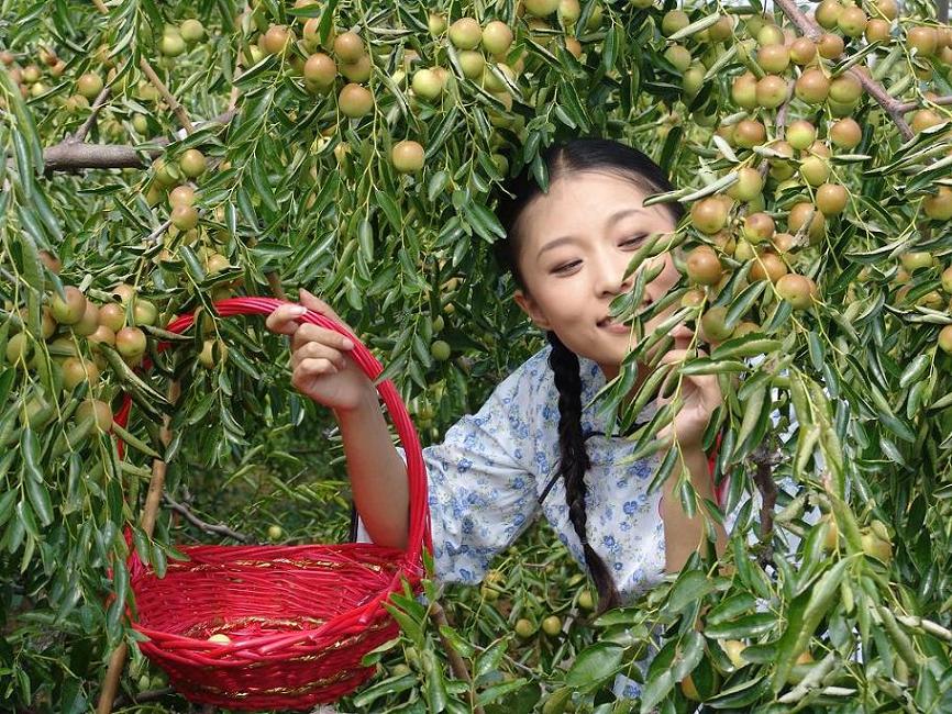 冬枣飘香 摄影 张学荣