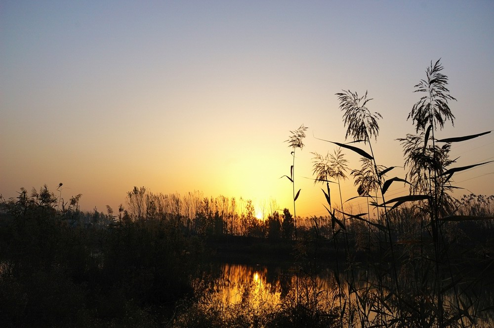 芦苇荡的早晨（1） 摄影 景韵霞光