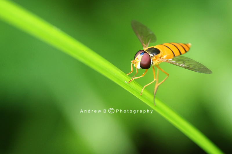 Hoverfly 摄影 AndrewB