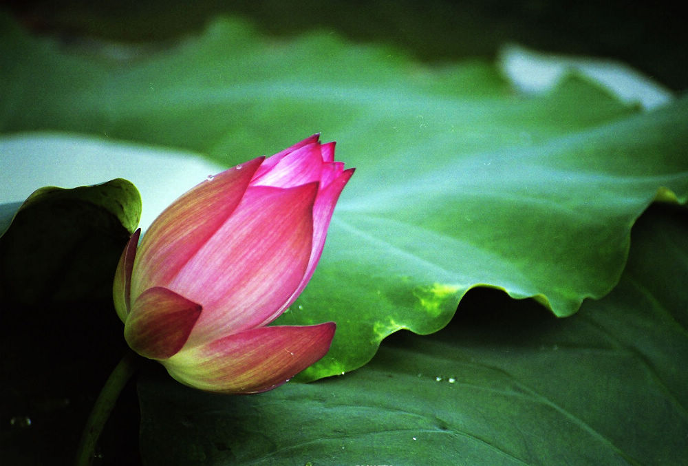 荷花 摄影 春耕