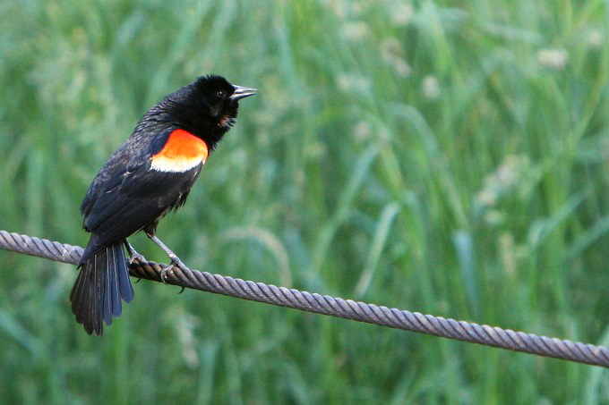 Red Wing Blackbird 摄影 水de海洋之心