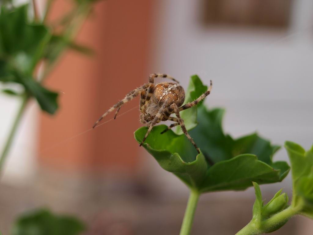 蜘蛛侠 摄影 漂粼816