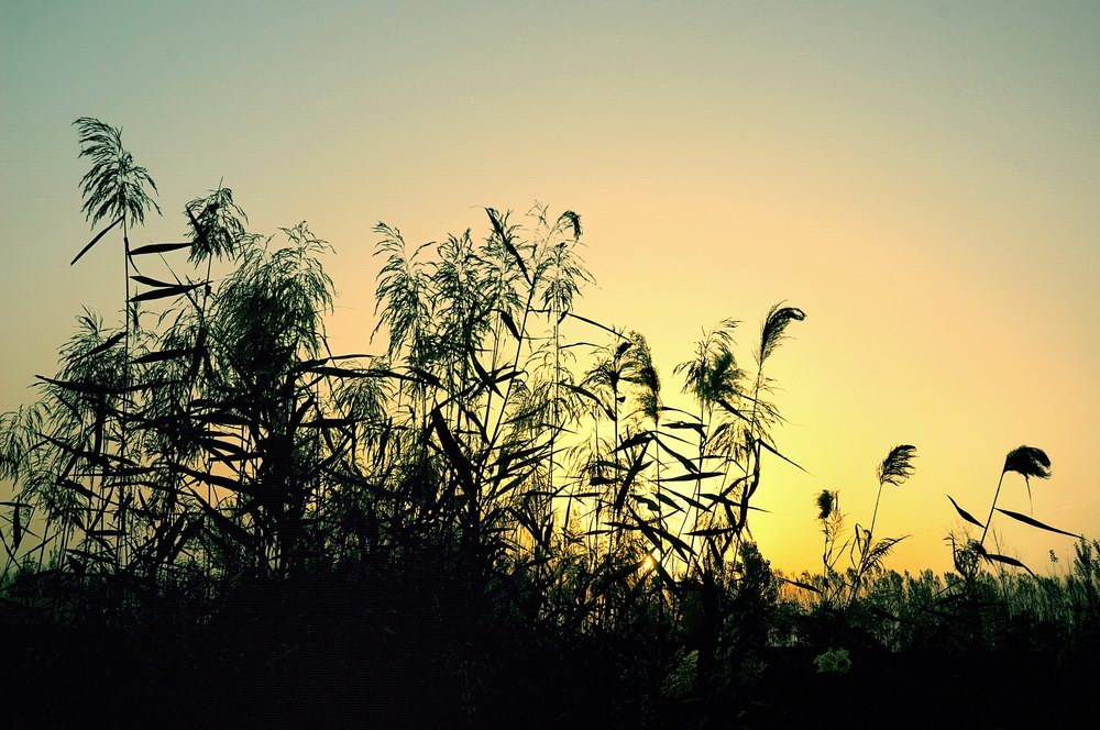 芦苇塘的早晨（3） 摄影 景韵霞光