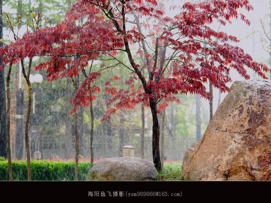 雨枫 摄影 海阳鱼飞