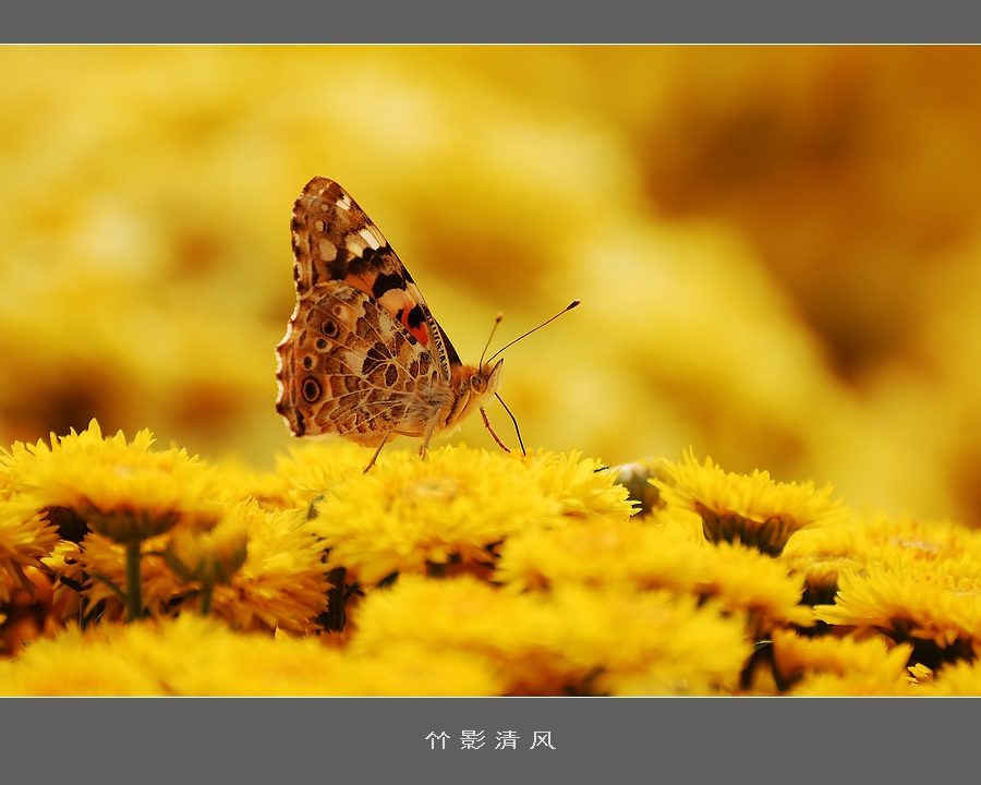 蝶恋花-7 摄影 竹影清风