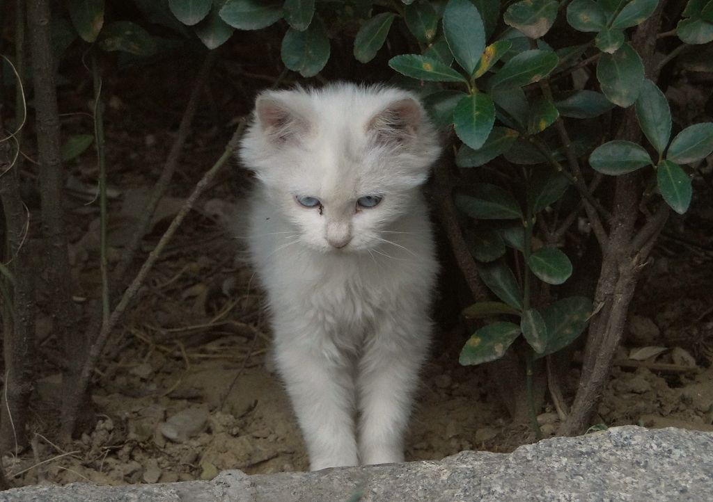 一只小猫咪 摄影 精灵的眼泪