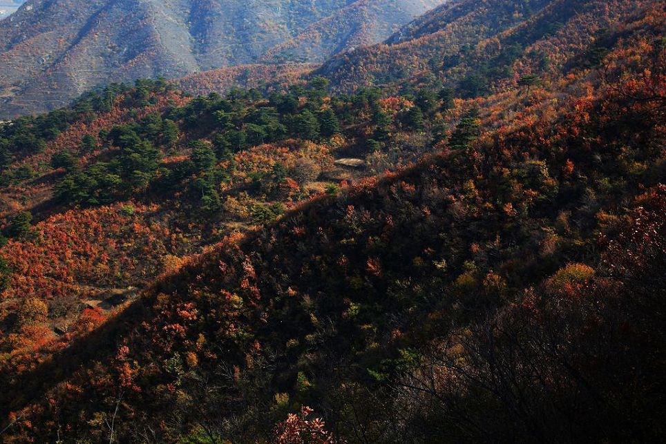 长城秋色—千里燕山披锦绣 摄影 柏岩