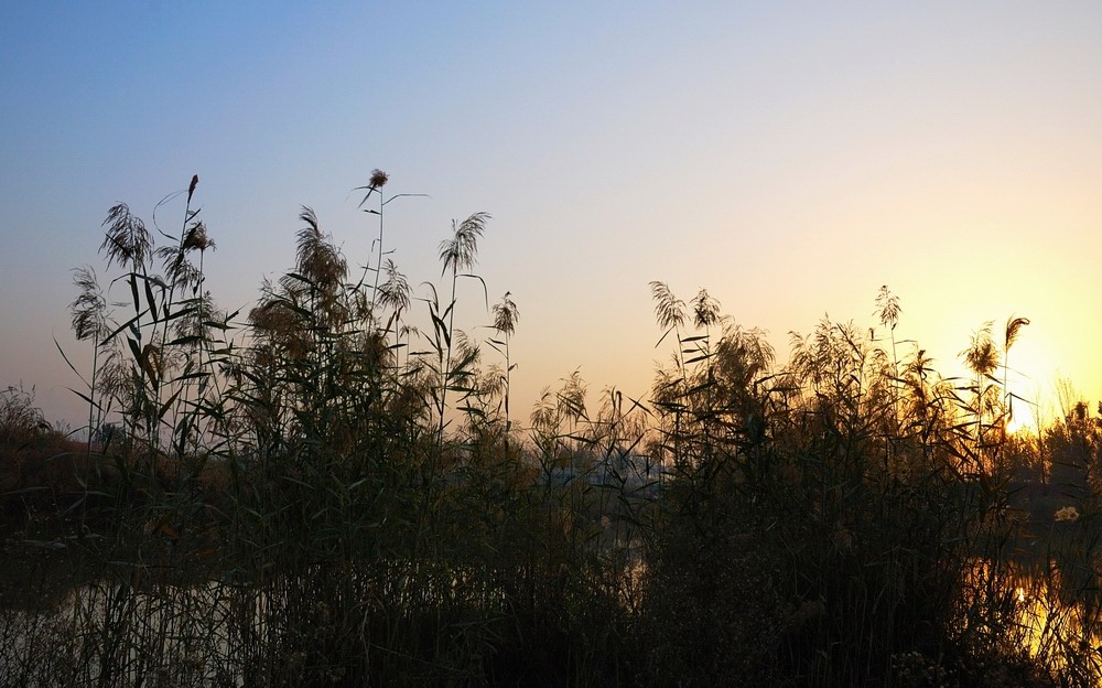 芦苇塘的早晨（4） 摄影 景韵霞光