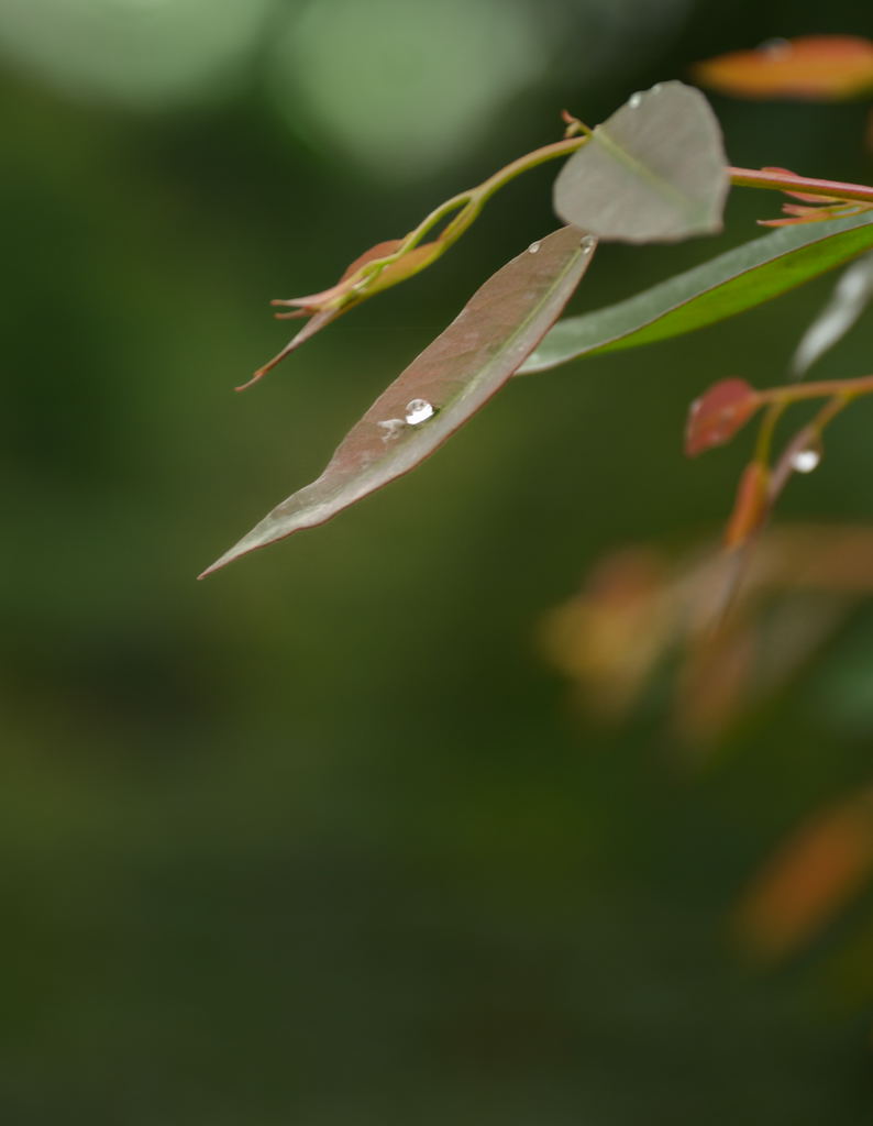 停留在红叶上的水珠 摄影 听快门的声音