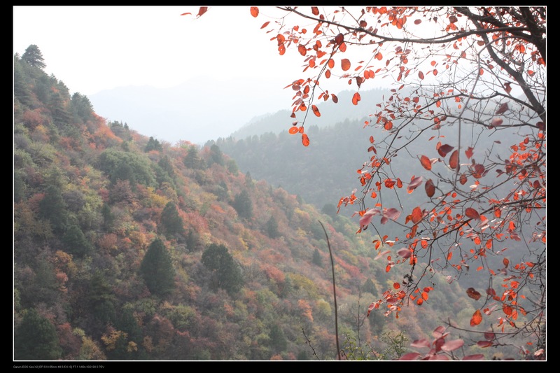 猴山秋韵3 摄影 达岸