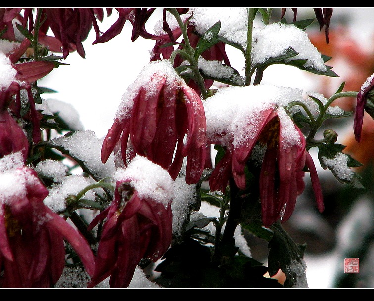 第一场雪后的秋花 摄影 走马观花