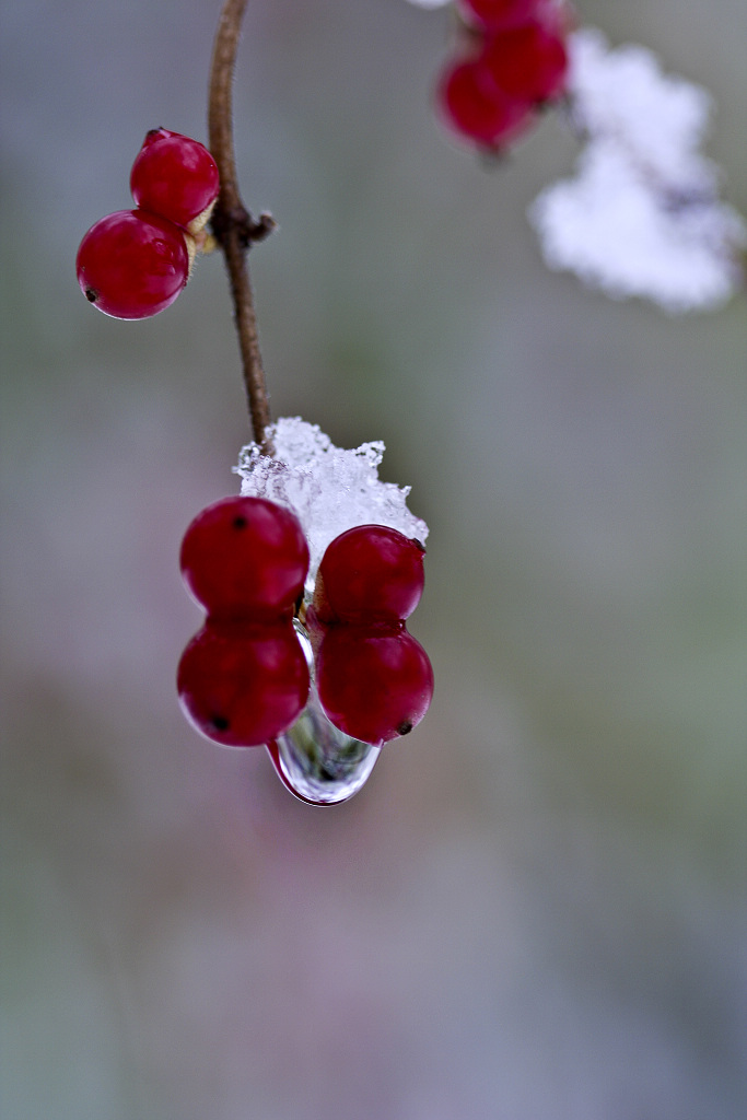 傲雪 摄影 耕石