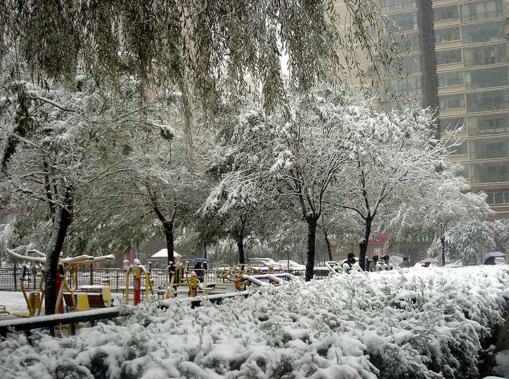 下雪 摄影 梅花猪