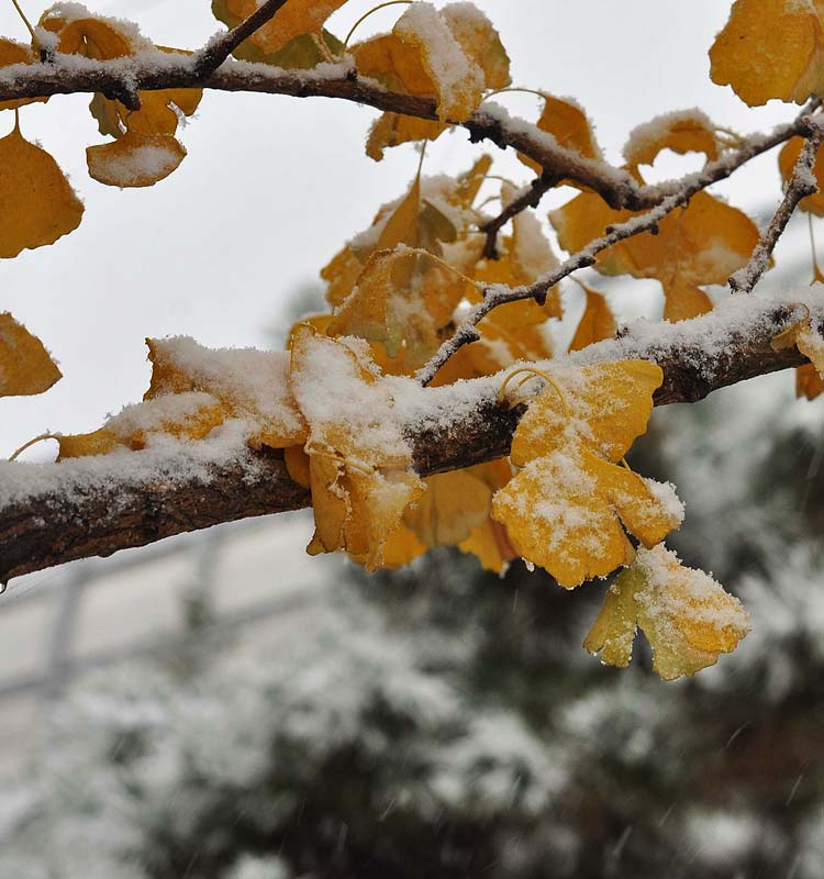 傲雪 摄影 涛声68