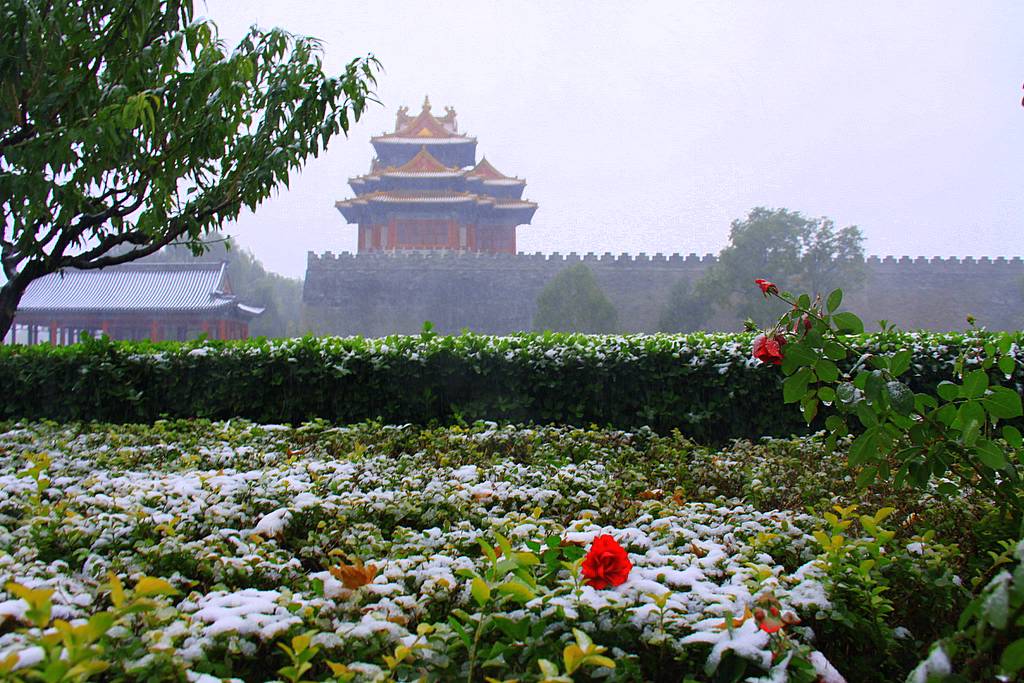 北京晚秋突来的雪 摄影 TT1948