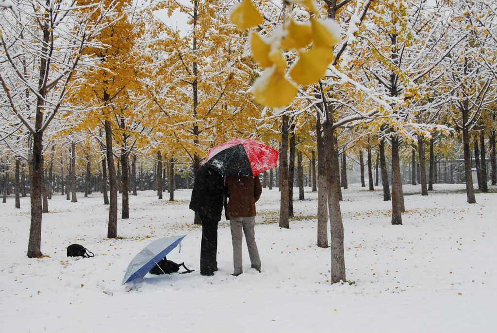 白雪 银杏树下 摄影 摄乐