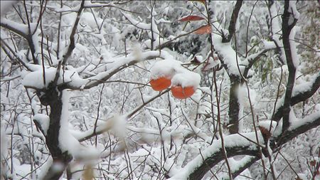 秋雪暖柿 摄影 稻米酒