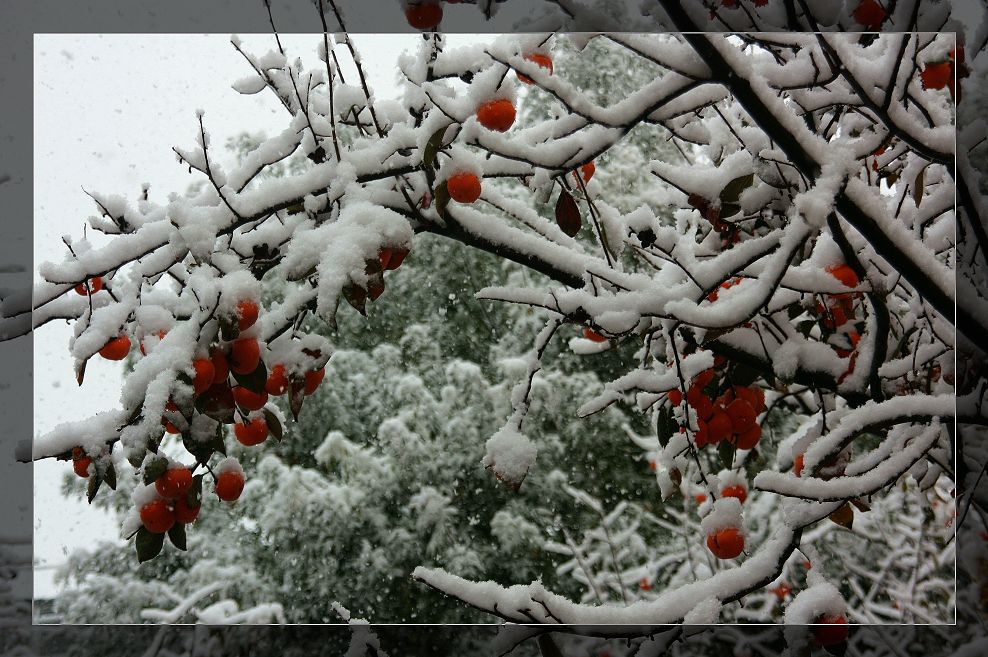 2009年，北京深秋的雪--2 摄影 荆庐低唱