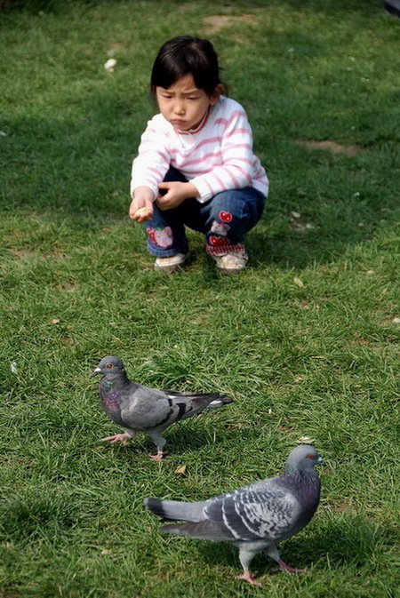 广场鸽3 摄影 译书人