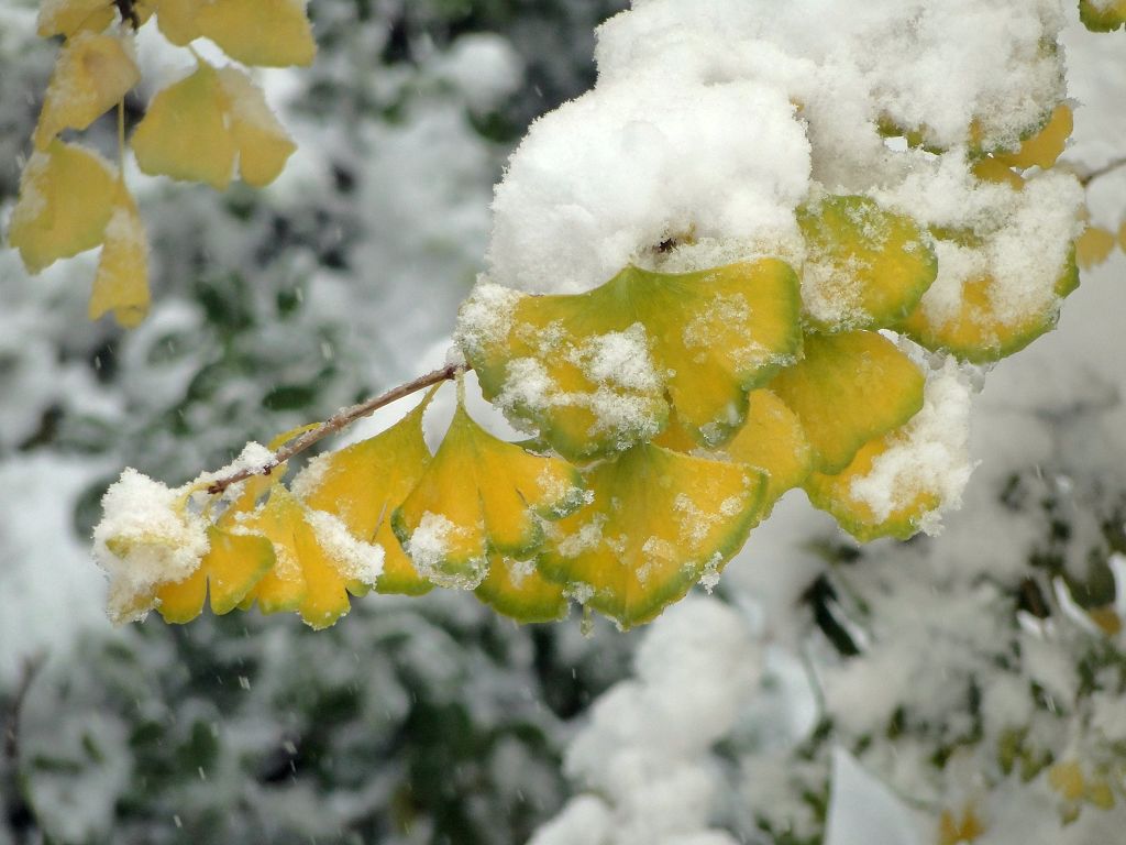 雪依然在下...... 摄影 精灵的眼泪