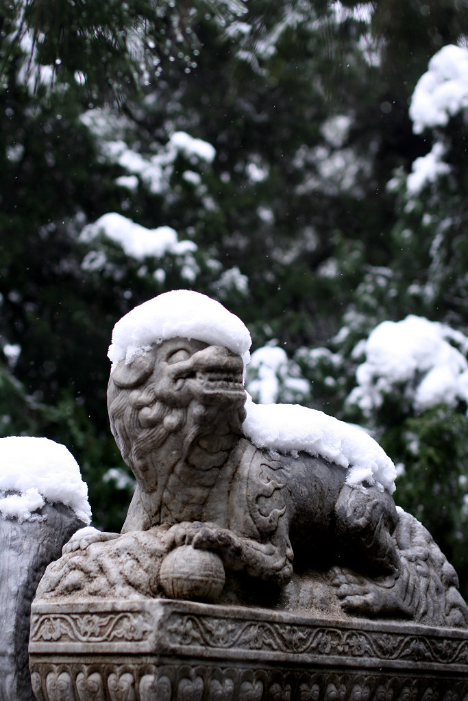 傲雪 摄影 耕石