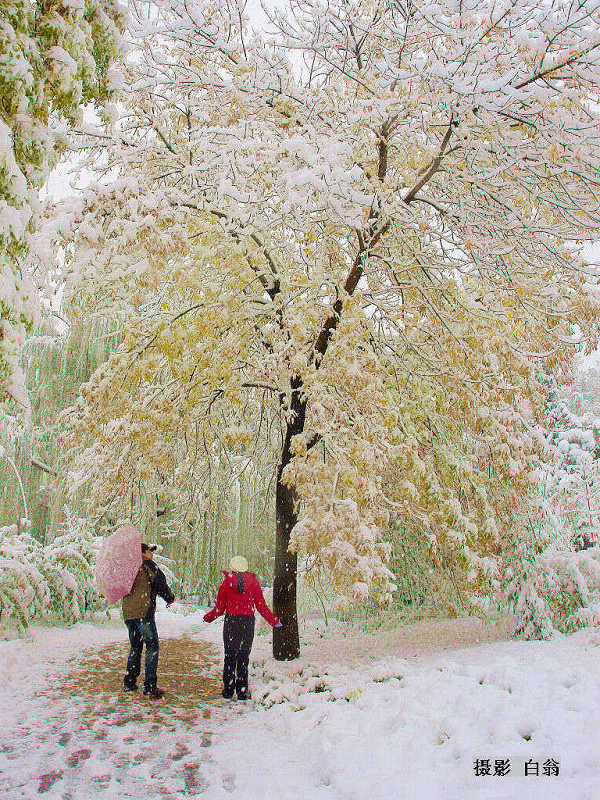 今冬头场雪 摄影 白翁liz