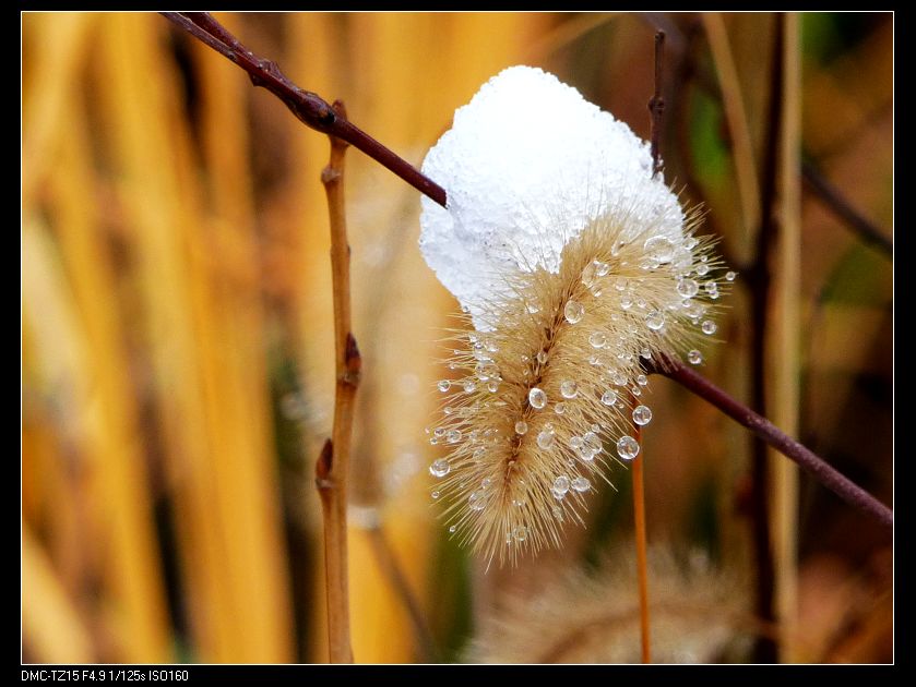 雪精灵 摄影 飞雪无踪