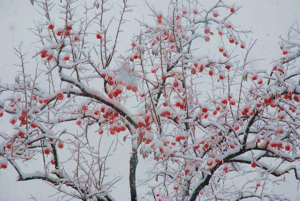 傲雪 摄影 泰和居士