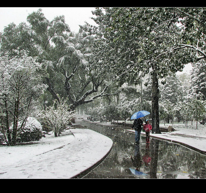 初雪追秋 摄影 月溪幽兰