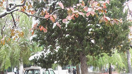 红叶傲雪 摄影 稻米酒