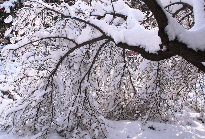 2009第一场雪 摄影 阳光百合