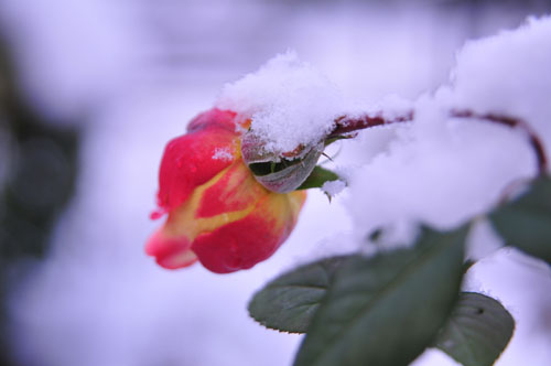 雪中花蕾 摄影 飘飘然然