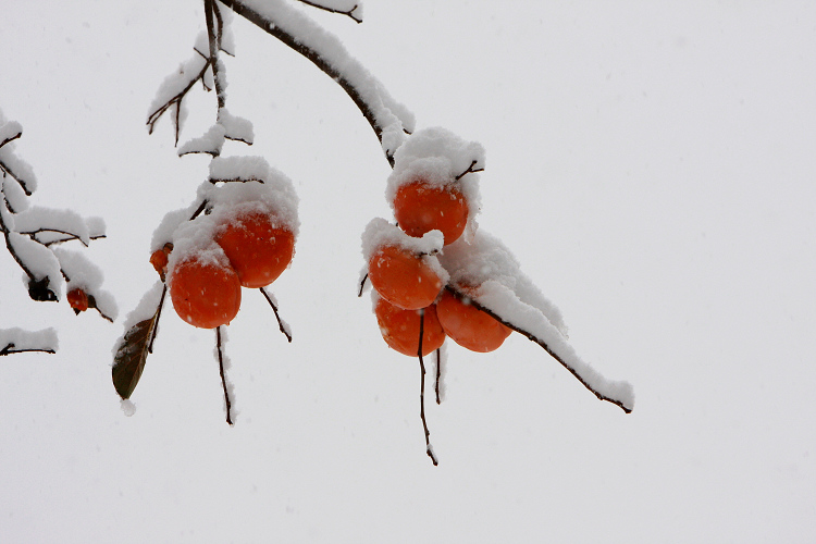 雪  柿 摄影 继续