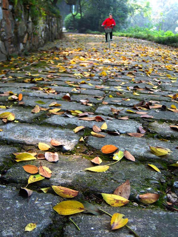 落叶 摄影 丰雨