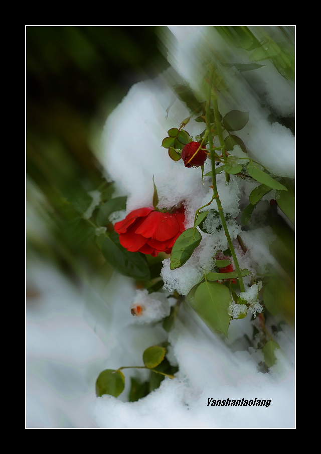 风雪残花无人阅 摄影 燕山老狼