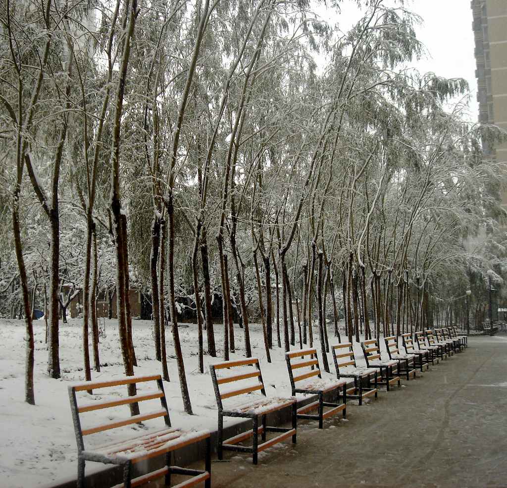 雪景 摄影 梅花猪