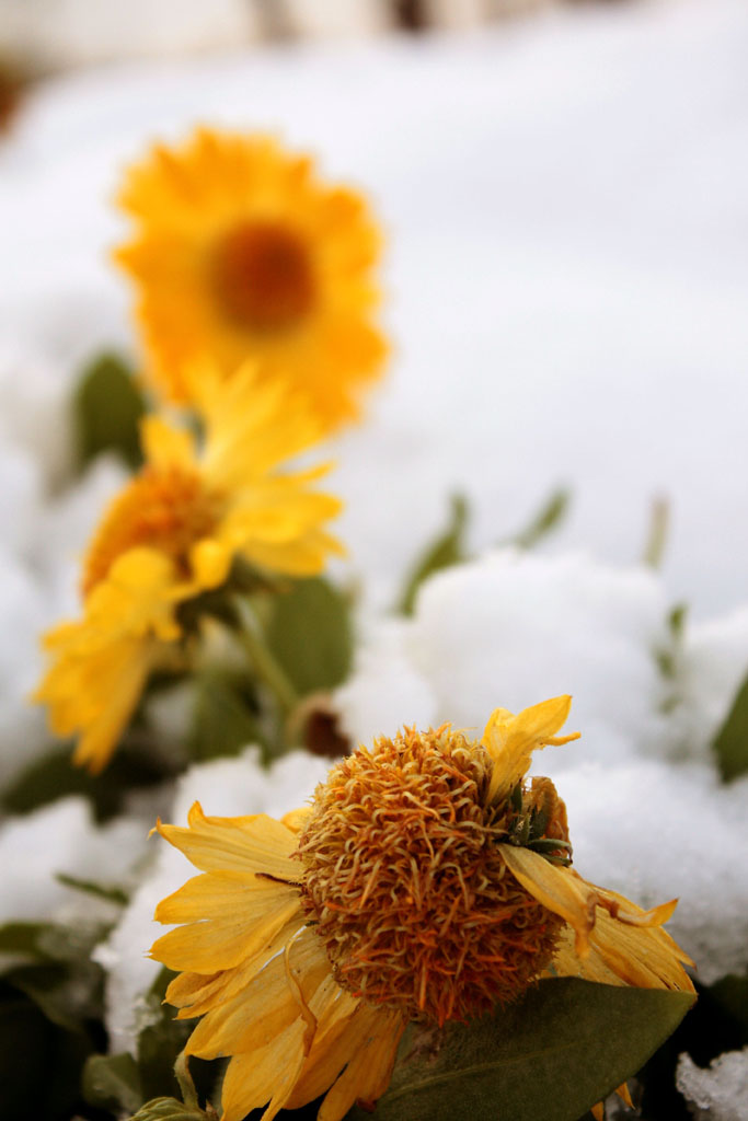 雪后 摄影 macpao