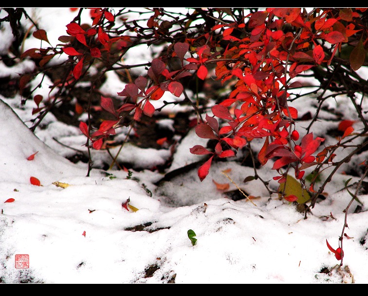 血红雪白 摄影 走马观花