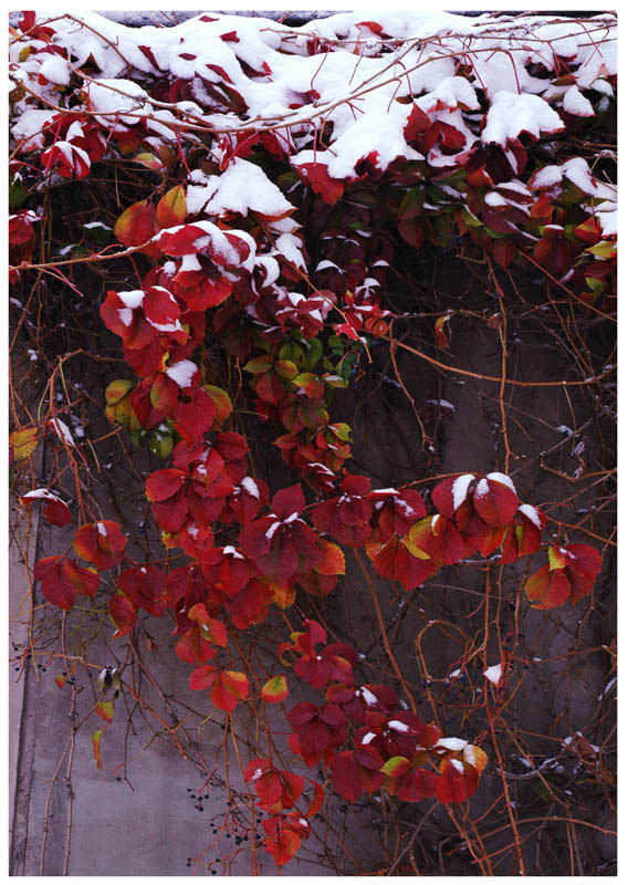 雪打红叶 摄影 红晨