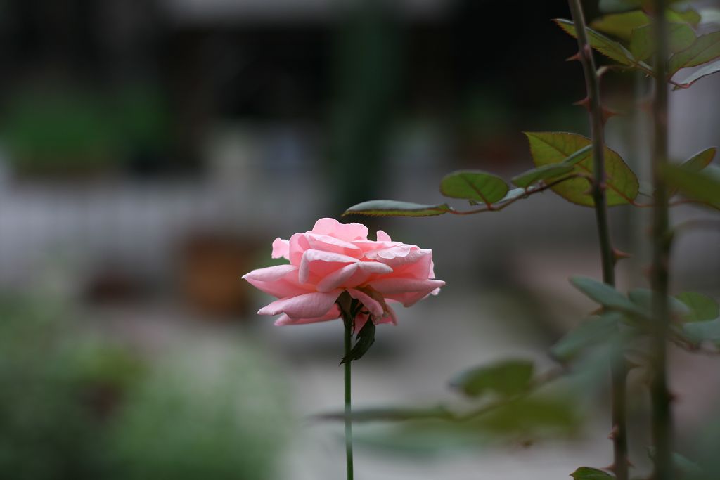 秋艳 摄影 梧桐雨润