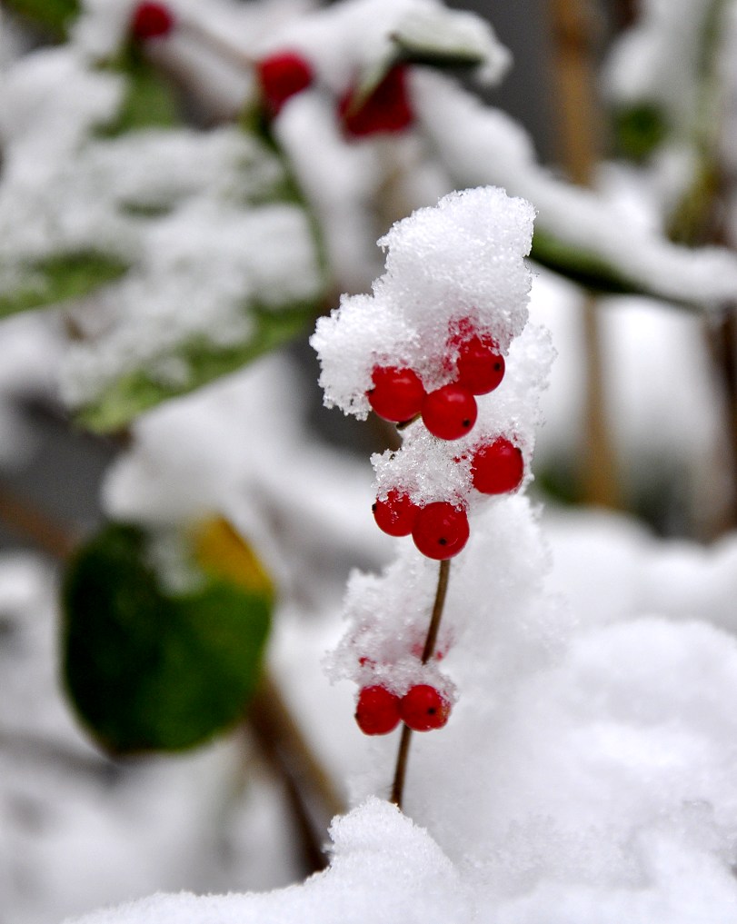 傲雪 摄影 水穷处