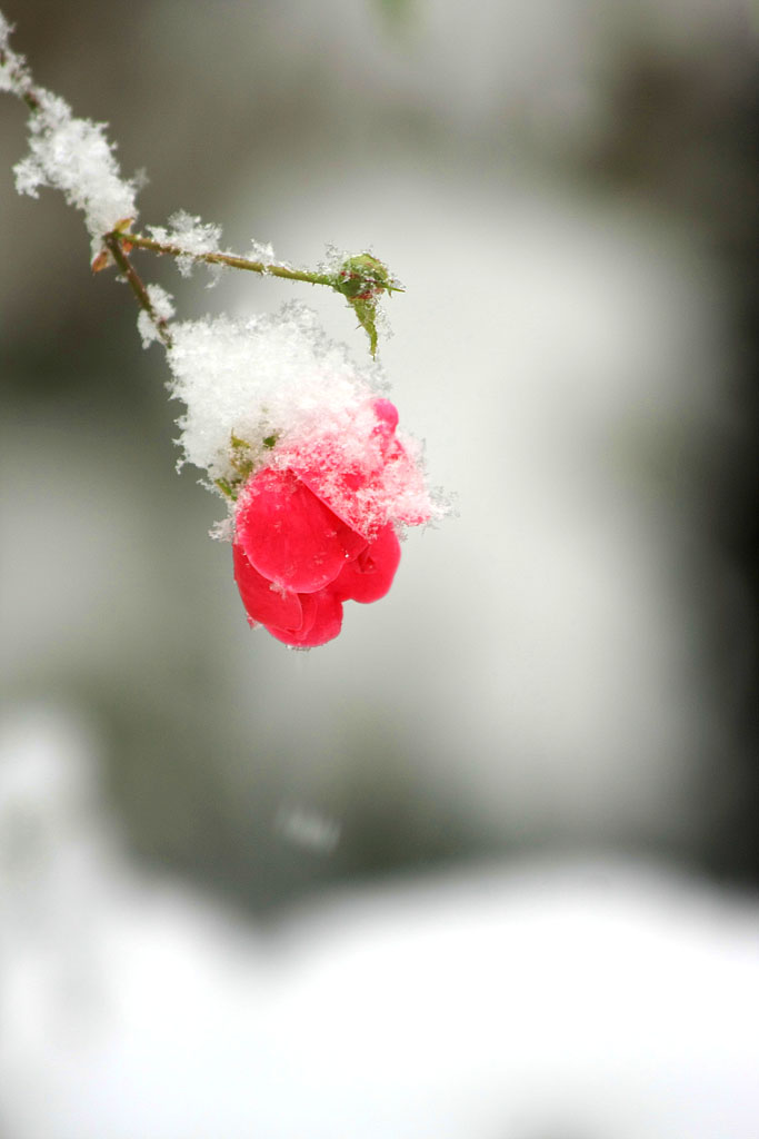 雪里红 摄影 空灵谷