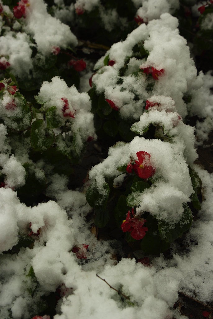 雪中海棠 摄影 怡年