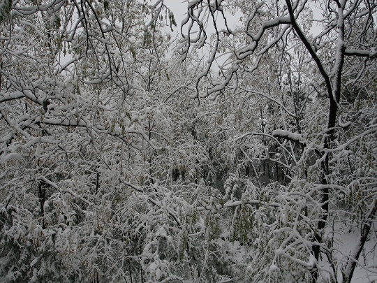 雪枝 摄影 随风入