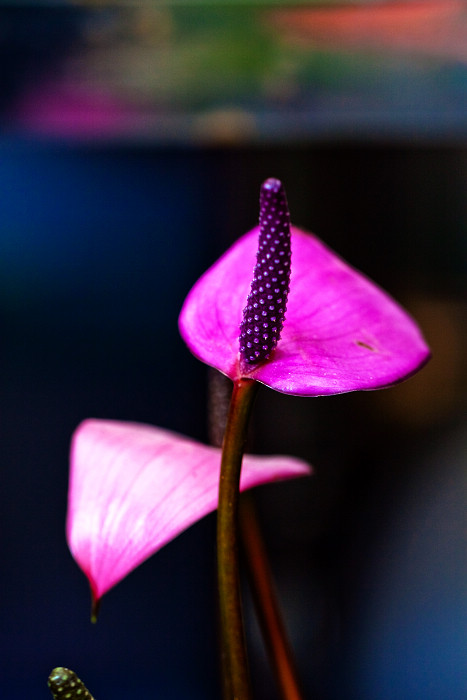 紫蕾 摄影 林城