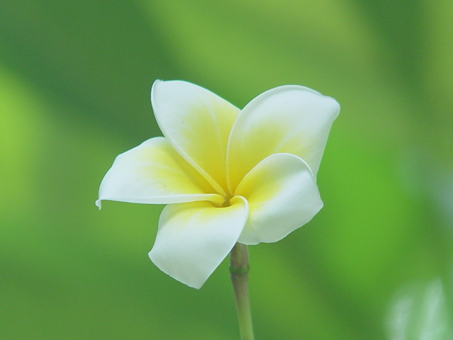 淡淡清香-鸡蛋花 摄影 红棉