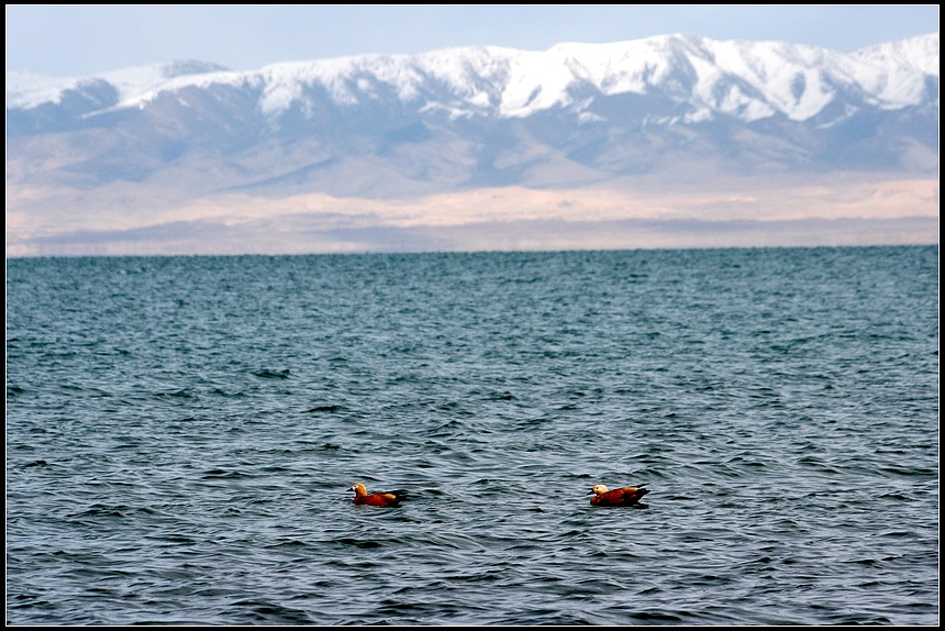 青海湖风光（3）——结伴同游 摄影 lake