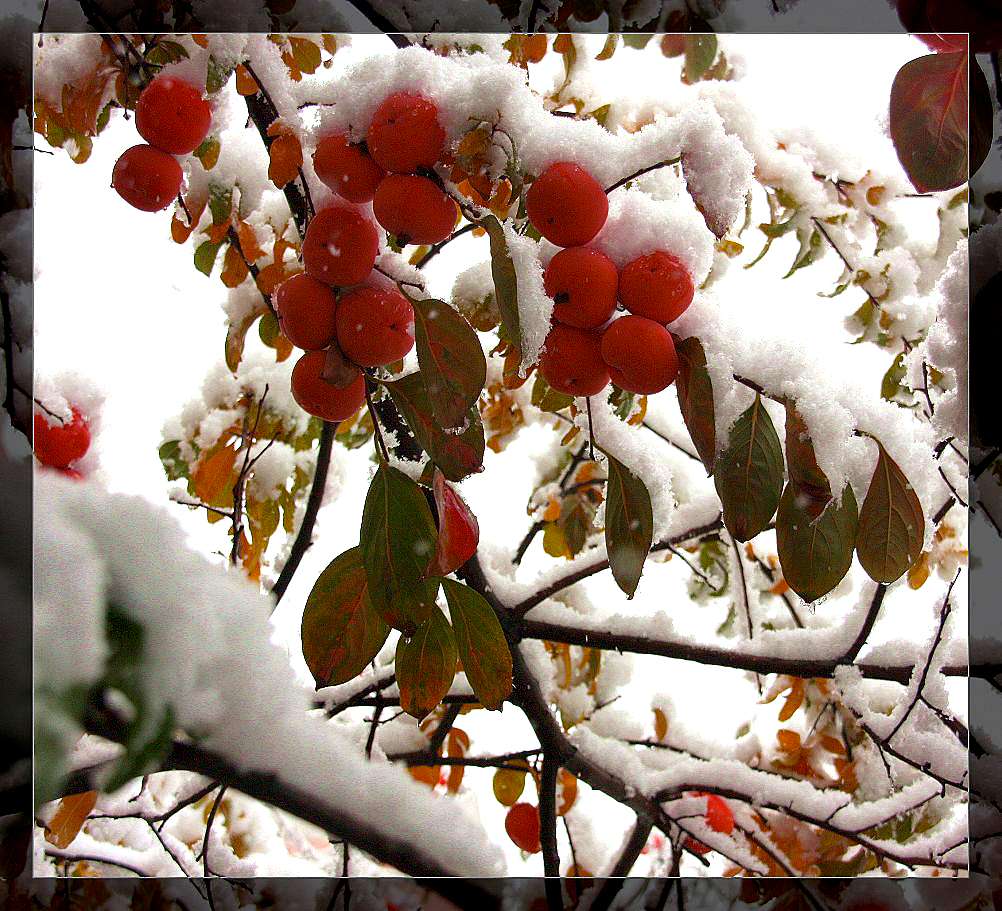 2009年，北京深秋的雪--4 摄影 荆庐低唱