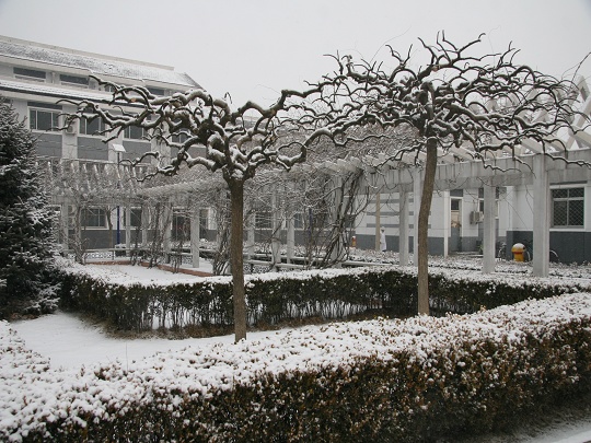 校园雪景 摄影 蓝蓝海