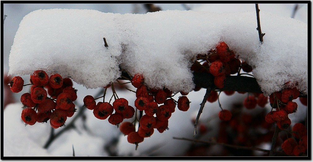 瑞雪 摄影 fangning